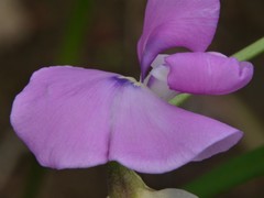 Vigna vexillata angustifolia