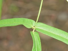 Vigna vexillata angustifolia