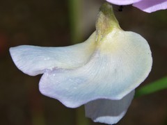 Vigna vexillata angustifolia