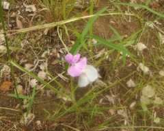 Vigna vexillata angustifolia