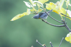 Oreothlypis gutturalis