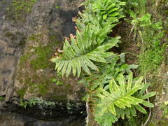 Polypodium macaronesicum azoricum