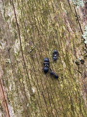 Cephalotes pusillus