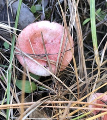 Russula nitida