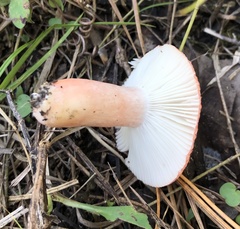 Russula nitida
