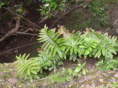 Polypodium macaronesicum azoricum