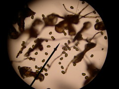 Polypodium macaronesicum azoricum