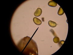 Polypodium macaronesicum azoricum