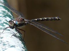 Austroaeschna atrata