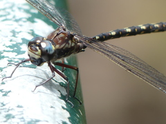 Austroaeschna atrata