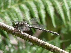 Austroaeschna atrata