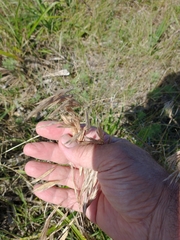 Bromus auleticus
