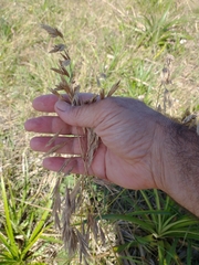 Bromus auleticus