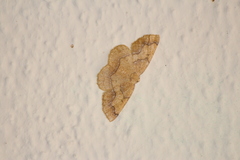Periclina syctaria