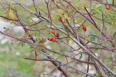 Rosa squarrosa
