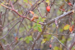 Rosa squarrosa