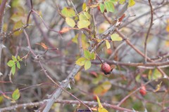 Rosa squarrosa