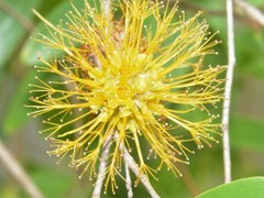 Asteromyrtus symphyocarpa