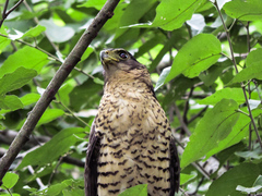 Micrastur semitorquatus