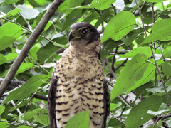 Micrastur semitorquatus