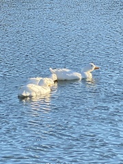 Anas platyrhynchos domesticus