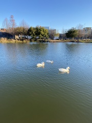 Anas platyrhynchos domesticus