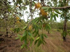 Asteromyrtus symphyocarpa