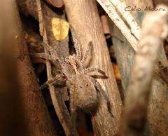 Centroctenus brevipes