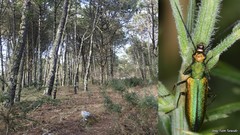 Chrysanthia reitteri