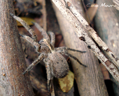 Centroctenus brevipes