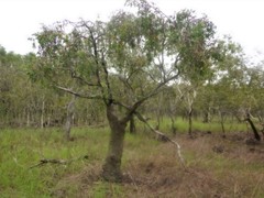 Asteromyrtus symphyocarpa