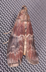 Euzophera ostricolorella