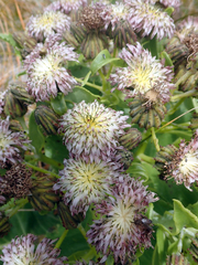 Sonchus grandifolius