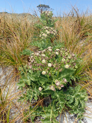 Sonchus grandifolius