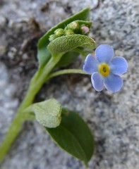 Trigonotis ovalifolia