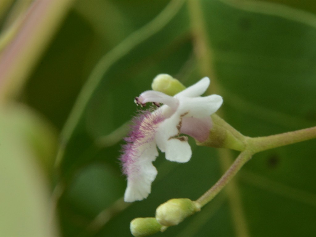 Vitex glabrata