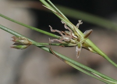 Juncus macrophyllus