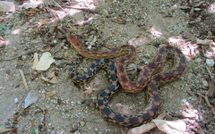 Pituophis vertebralis