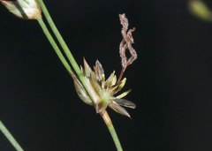 Juncus macrophyllus