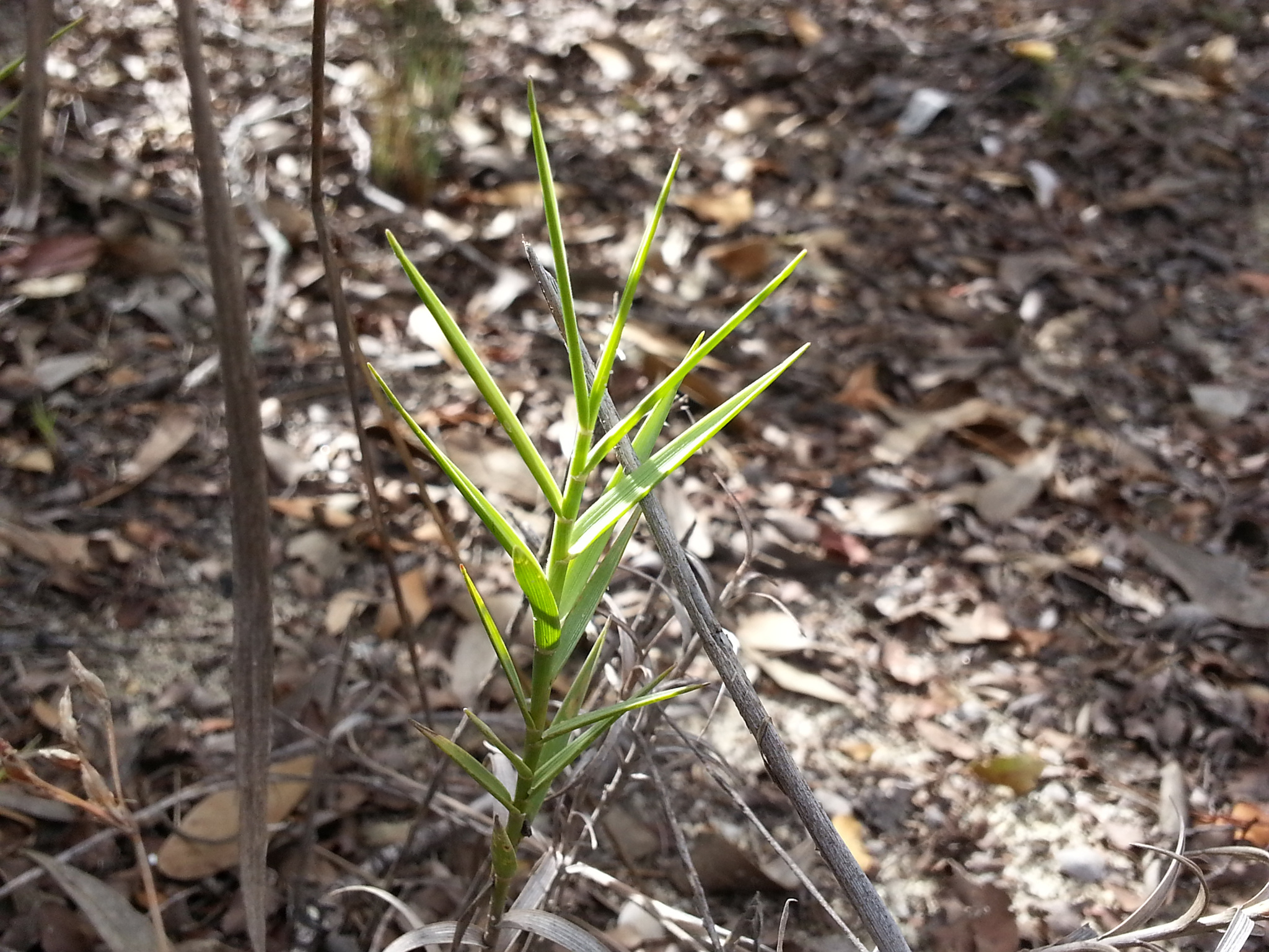 Tristachya humbertii