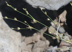Juncus macrophyllus