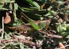 Conocephalus spinosus