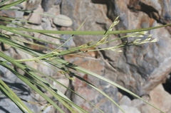 Juncus macrophyllus