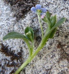 Trigonotis ovalifolia