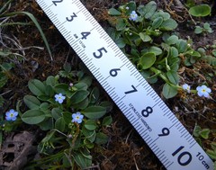 Trigonotis ovalifolia