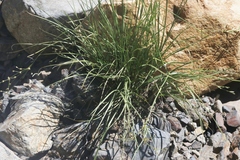 Juncus macrophyllus