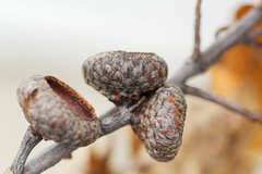 Quercus × hawkinsiae