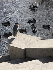 Nycticorax nycticorax