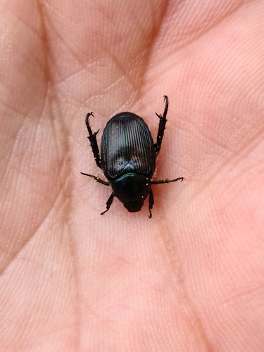 Strigoderma tucumana