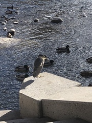 Nycticorax nycticorax